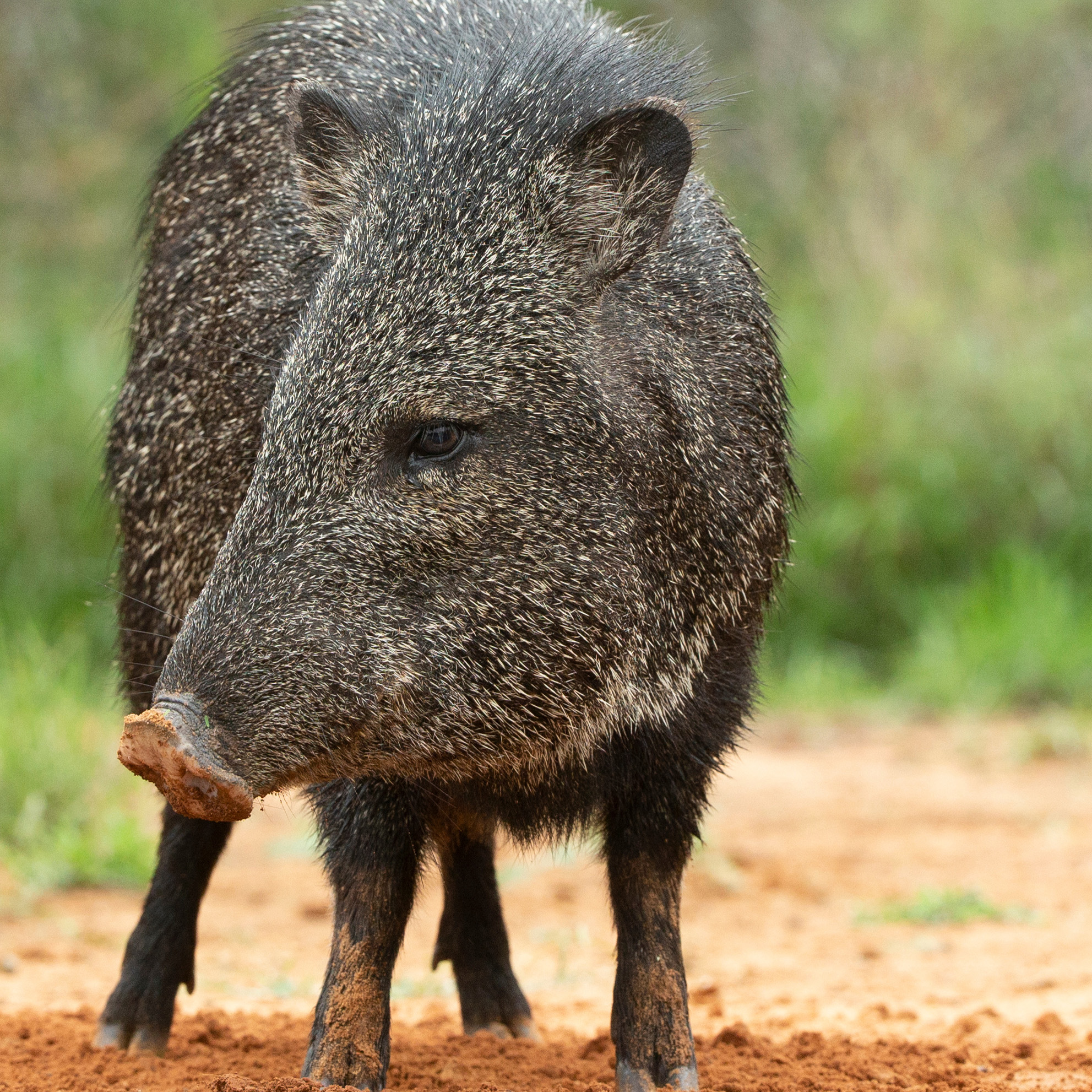 Javelina